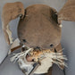Primitive Handmade Cottontail Bunny